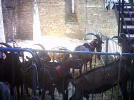Fiera Carrettesca